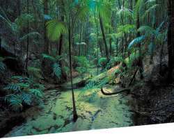 It is the only place on earth where tall rainforests has grown on sand dunes It is the only place on earth where tall rainforests has grown on sand dunes.